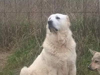 mastino abruzzese